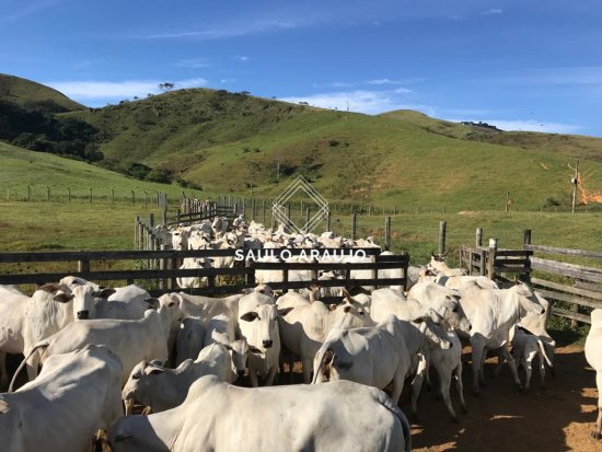 Fazenda em Valença / RJ